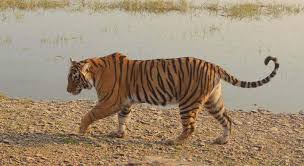 The Notorious Queen of Ranthambore, Riddhi-T-124