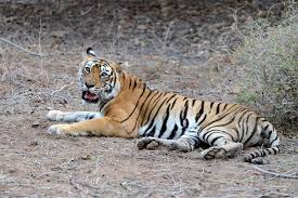 Machali (T-16)- The Legend Tigress of Ranthambore