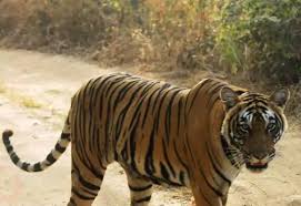 Sundari (T-17) – Famous Tigress of Ranthambore