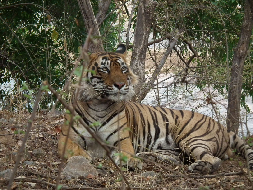 The Life Story of Tiger Ustad (T-24)