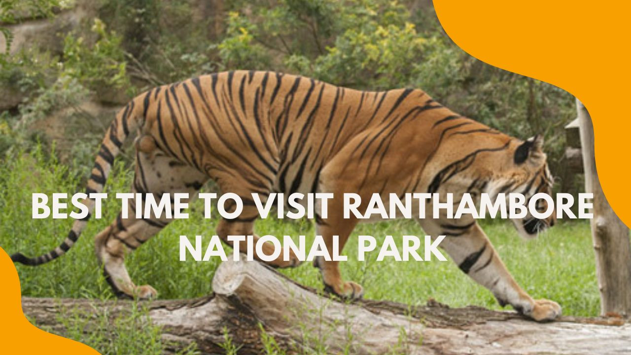 Best Time to Visit Ranthambore National Park