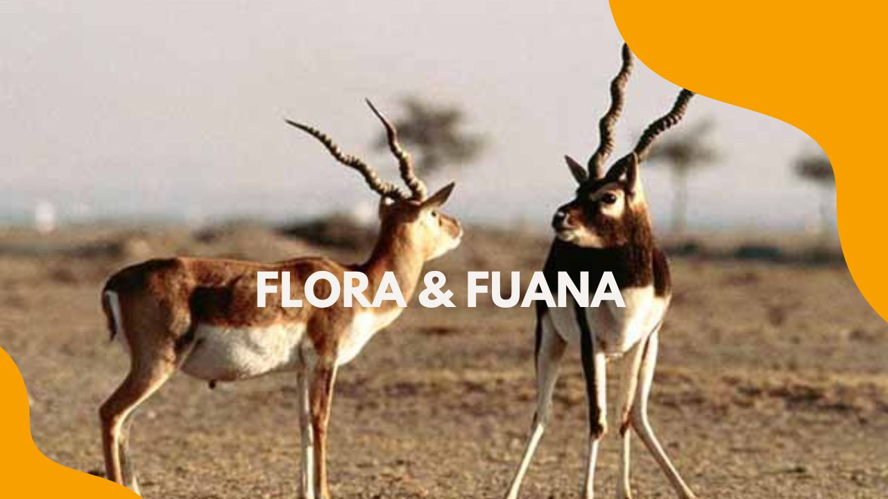 Flora & Fuana